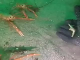 Любопытные какие