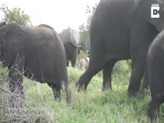 Нашли розового слоненка