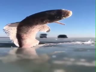 Рыба замёрзла  во время прыжка из проруби