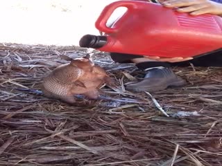 Африканский броненосец принимает душ