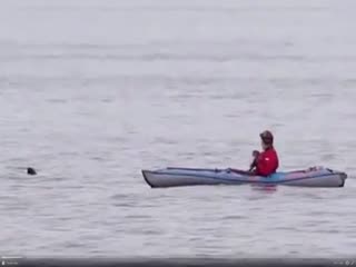 Опасная встреча