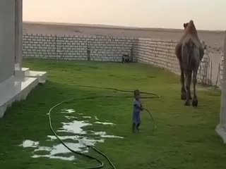 Никогда не злите верблюда...и не нервируйте его