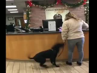 Прыгающая собака