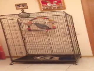 Попугай кроет матом хозяйку