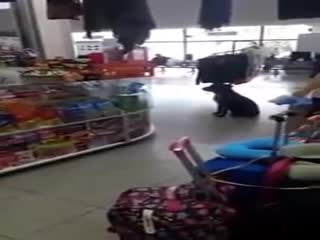 Бездомная собака просит картонную коробочку, чтобы сделать себе кровать