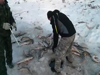 Рыбаки ловят щуку руками из проруби