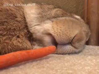 Спящий кролик и морковка