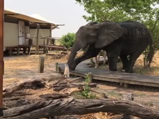 Слон осторожно переступает дорожку