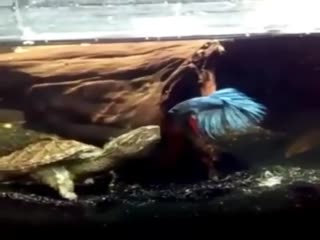 Бета рыбка наваляла хищной черепахе