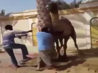 У верблюда нет рук, зато есть большая пасть