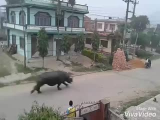 Носорог гонится за мотоциклистами