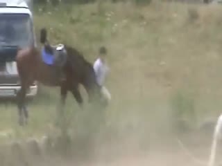Драка лошадей
