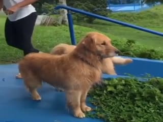 Собакен оступился