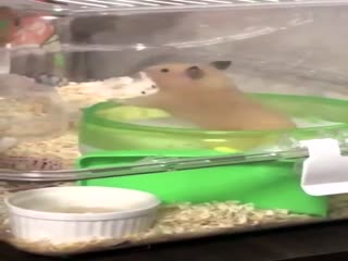 Веселый хомяк