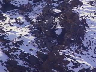 Охота снежного барса