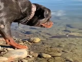 Пёс-рыболов