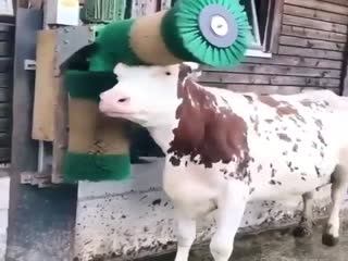 Чесалка для коров