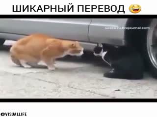 Кошачий разговор