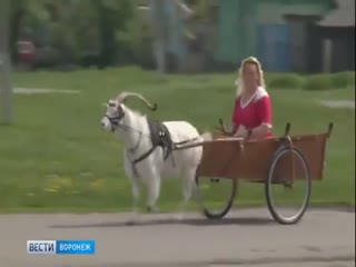 По дороге мчится козёл