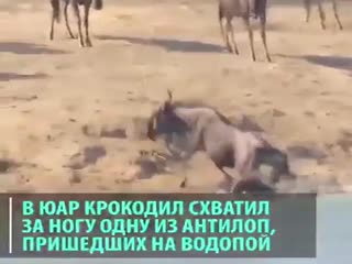 Чудесное спасение