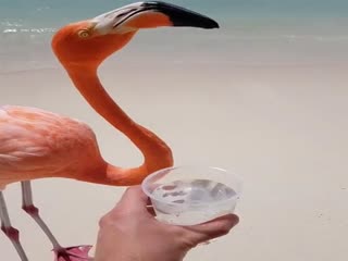 Турист напоил пресной водой фламинго, испытывавшего жажду