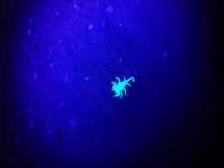 Как в темноте обнаружить скорпиона?