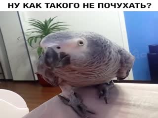 Ну как такого не почухать?