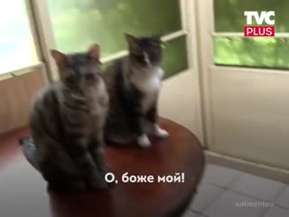 Заложил другана