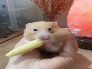 Захомячил...