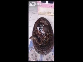 Подарок сыночку. Индонезия.