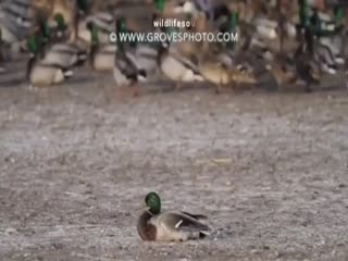 Быстрый как пуля