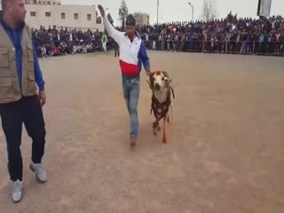 Убойная сила