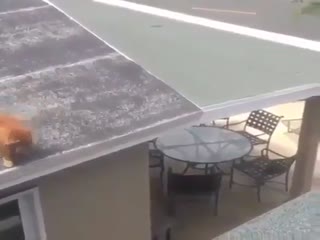 Коту не хватило подъёмной силы