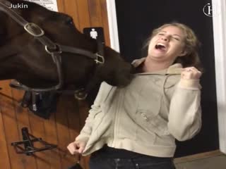 Лошади умные и игривые.