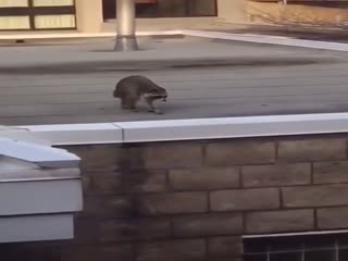 Жидкий енот