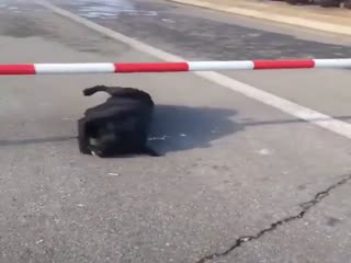 Пёс не правильно рассчитал дистанцию