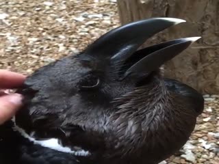 Ворону нравится ласка