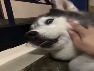 Да как ты посмел меня разбудить?!