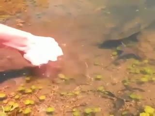 Ловля рыбы на живца