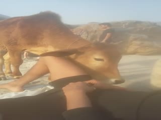 Корова нашла себе нового друга