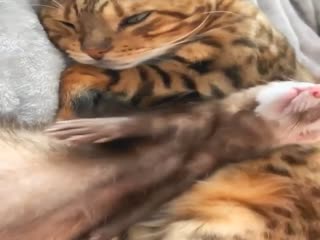 Сладкая парочка