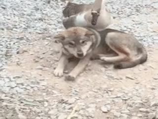 Тайский массаж, без масла