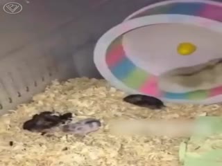 Так себе мама