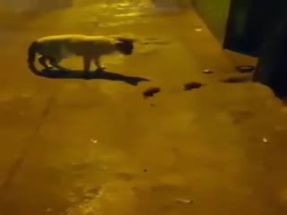 Что это было?