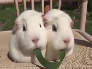 Как поссорить друзей