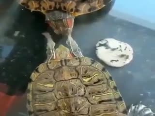Самка черепахи даёт понять, что она готова к любви
