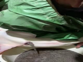 Как доят осетровых.