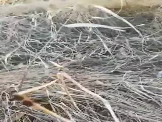 Когда весной потеплело...