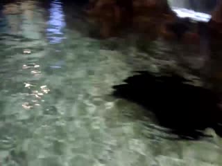 Скат-попрошайка