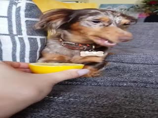 Собака пробует лимон